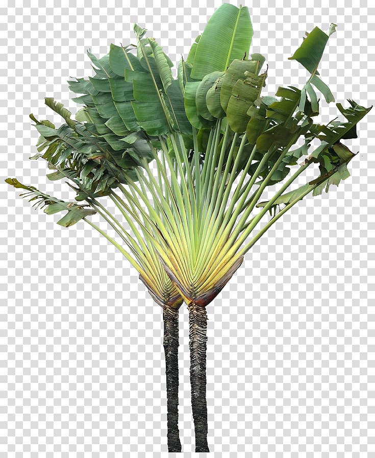 Tree Arecaceae Ravenala madagascariensis Plant, tropical plant transparent background PNG clipart