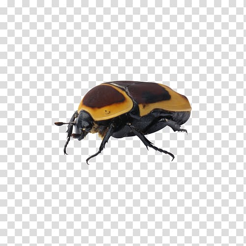 Beetle , Insect beetle transparent background PNG clipart