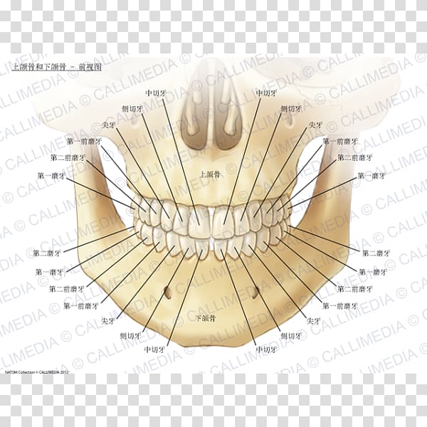 Maxilla Mandible Anatomy Human body Bone, stereoscopic anatomy of teeth transparent background PNG clipart