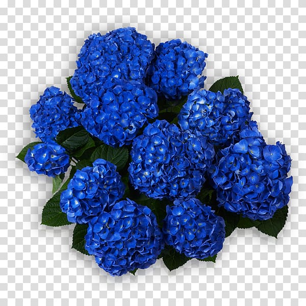 Hydrangea Blue Sorting algorithm Cut flowers, others transparent background PNG clipart