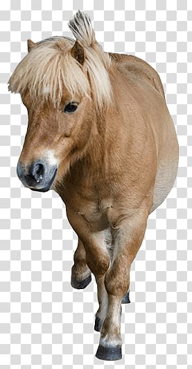 brown foal, Cute Pony transparent background PNG clipart