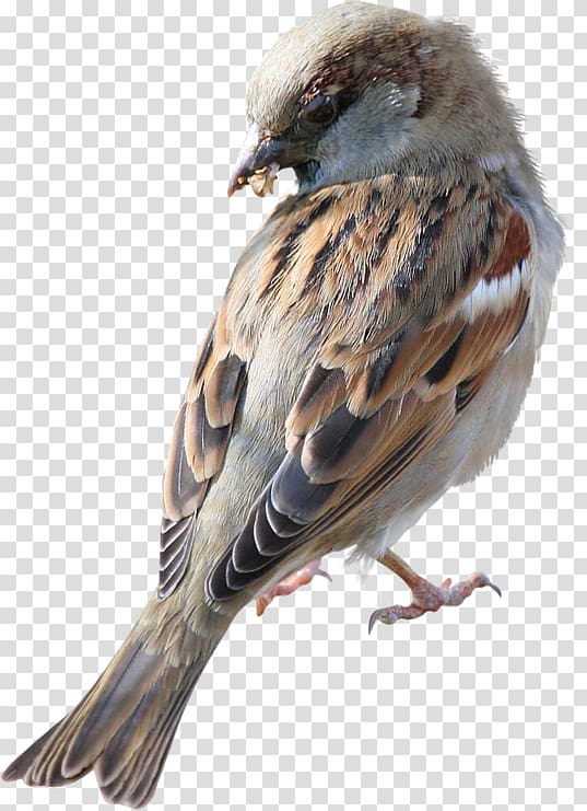 House sparrow Bird Great tit, Sparrow transparent background PNG clipart