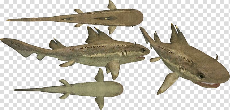 Hybodus Liopleurodon Ophthalmosaurus Shark Eustreptospondylus, shark transparent background PNG clipart