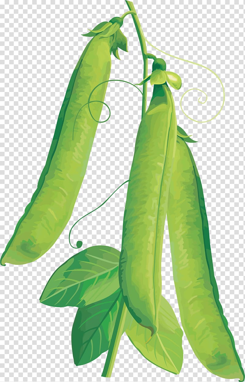 Pea transparent background PNG clipart