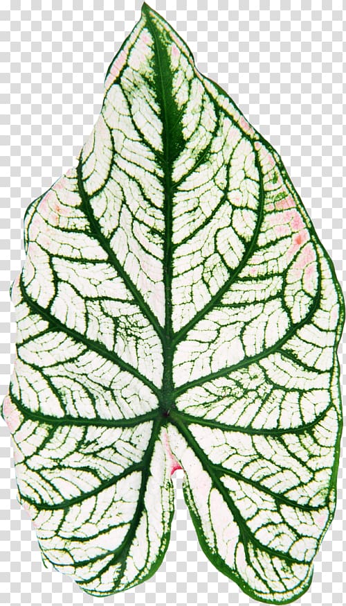 Leaf Plant stem Flower , Leaf transparent background PNG clipart