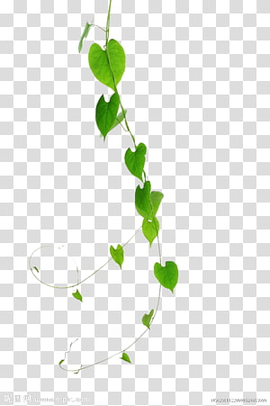 Green Vine Clipart Images, Free Download