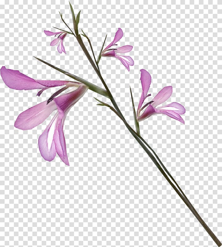 Flower , Purple flowers transparent background PNG clipart