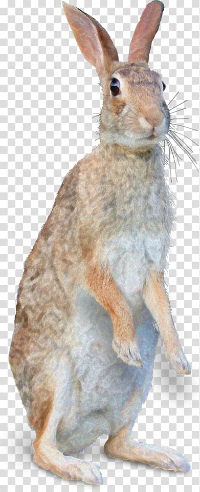 Domestic rabbit Mister\'s Garden Hare Wildlife, others transparent background PNG clipart