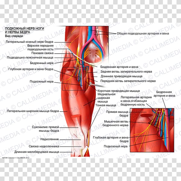 Muscle Lateral cutaneous nerve of thigh Femoral nerve Obturator nerve, rectus femoris function transparent background PNG clipart