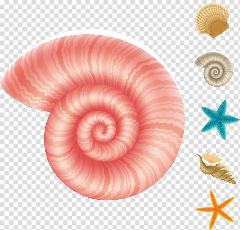 Deep sea creature Aquatic animal Sea snail Underwater, conch transparent background PNG clipart