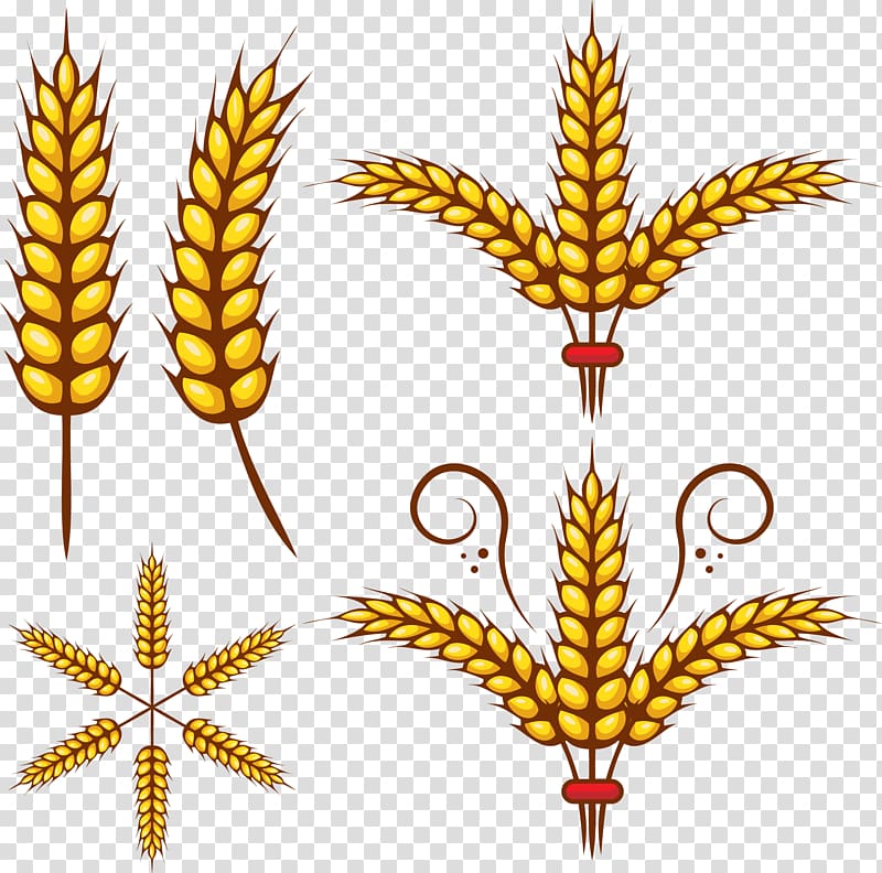 wheat grains art, Adobe Illustrator Wheat , Rice transparent background PNG clipart