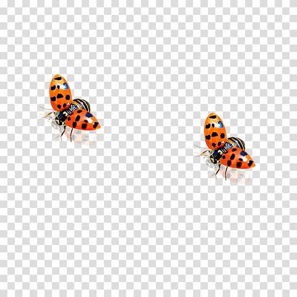 Ladybird Beetle, Ladybug transparent background PNG clipart
