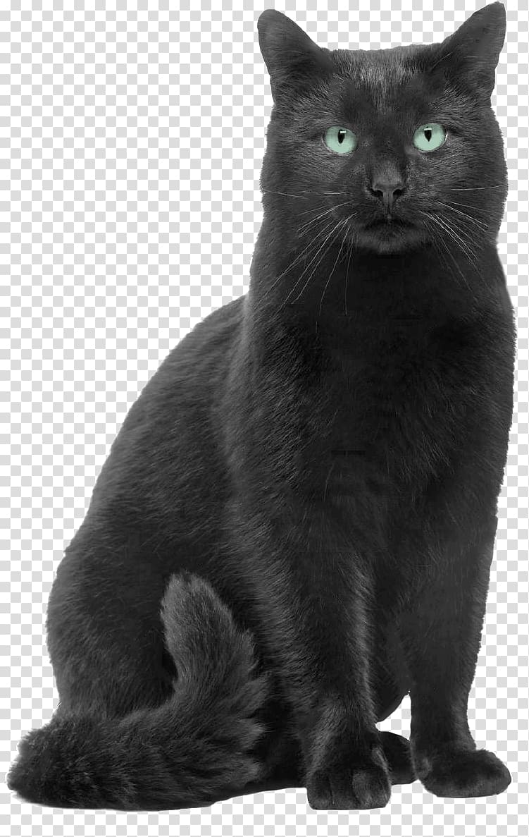 Black cat png images