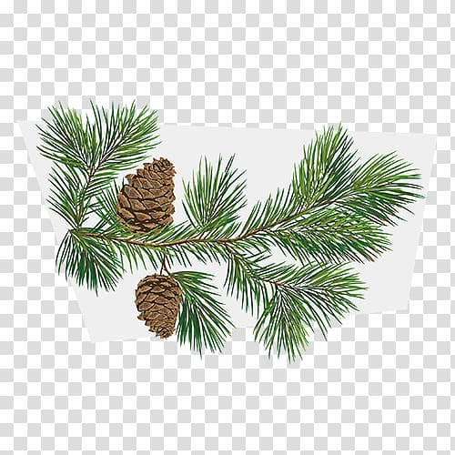 Conifer cone Fir Tree Branch Pinus taeda, tree transparent background PNG clipart