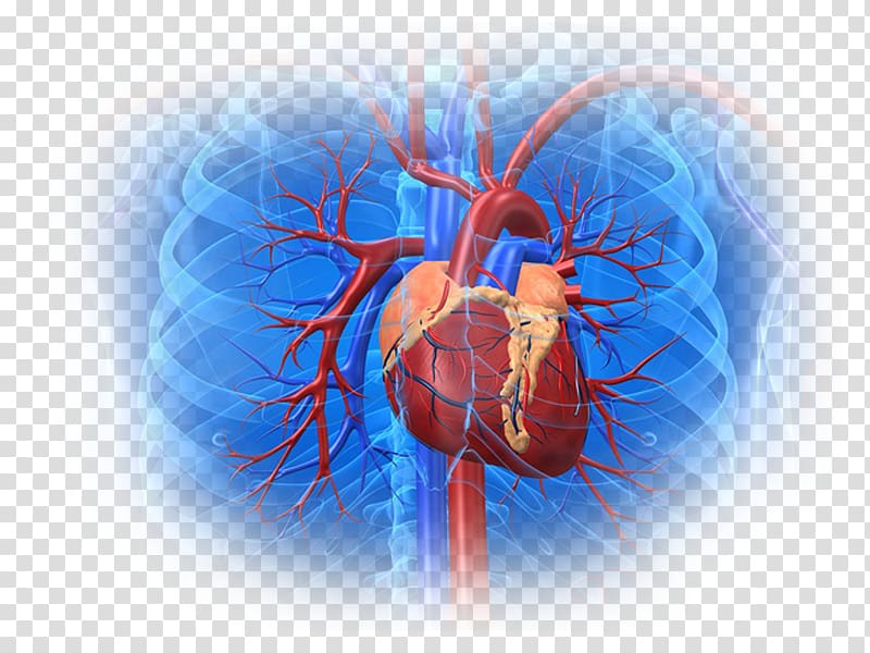 Cardiovascular disease Heart Cardiology Health, heart transparent background PNG clipart