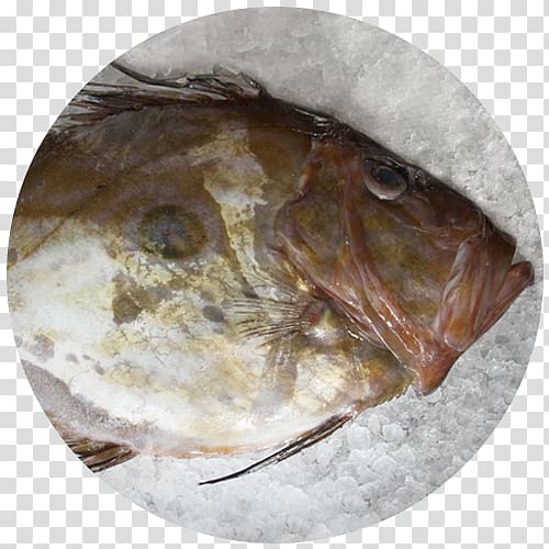 Fauna Tableware Fish, Caldeirada De Peixe transparent background PNG clipart