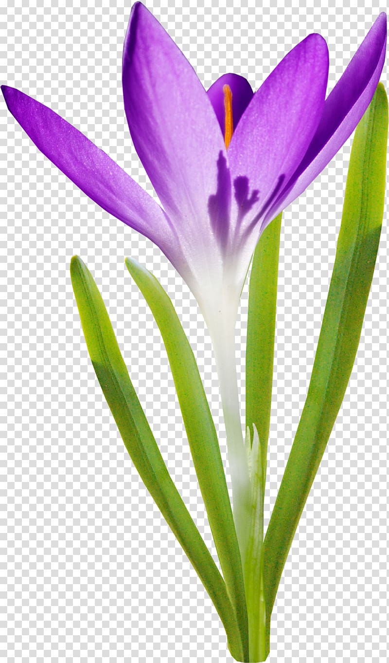 Saffron Flower Petal Autumn Crocus, crocus transparent background PNG clipart