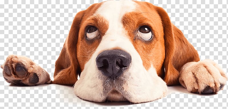 Beagle Puppy Labrador Retriever Pet House-Training, puppy transparent background PNG clipart