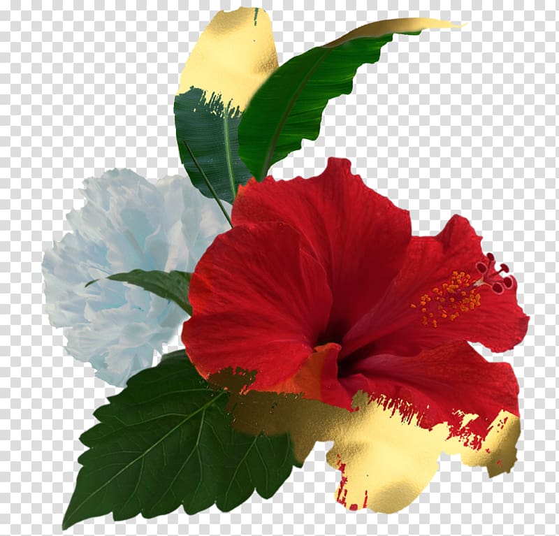 Shoeblackplant Roselle Growing Hibiscus Hawaiian hibiscus, flower transparent background PNG clipart