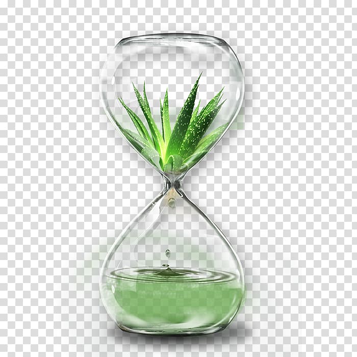 aloe vera hourglass graphic, Aloe vera Icon, Aloe Vesicles transparent background PNG clipart