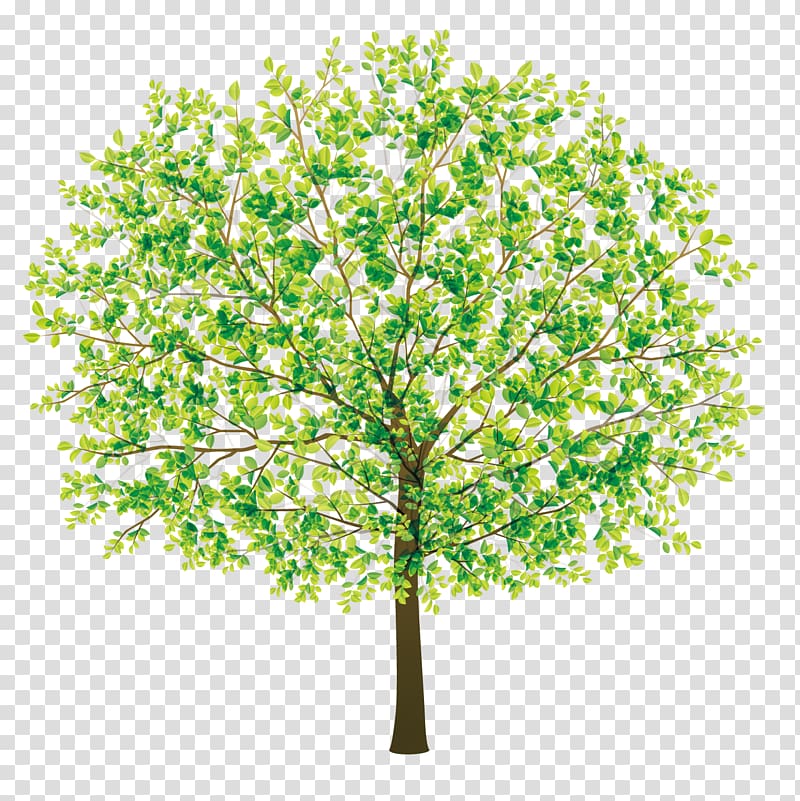 Tree, Beautiful jungle transparent background PNG clipart