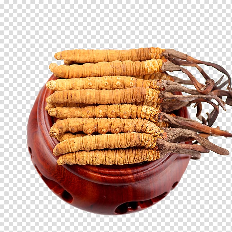 Cordyceps Traditional Chinese medicine Caterpillar fungus 漢方薬, China transparent background PNG clipart
