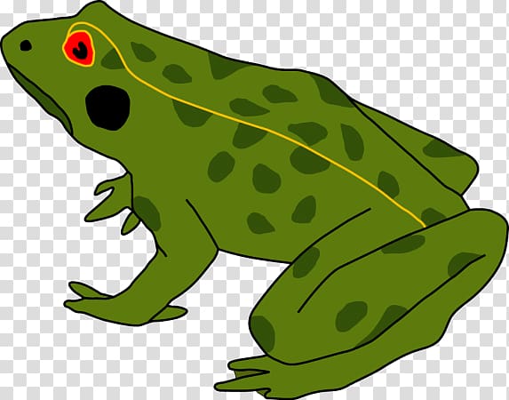 Frog Amphibians Tadpole Cane toad Human body, grenouille grenouille verte transparent background PNG clipart