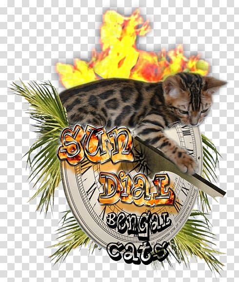 Bengal cat Whiskers Tiger Cattery Northern California, Bengal Cat transparent background PNG clipart