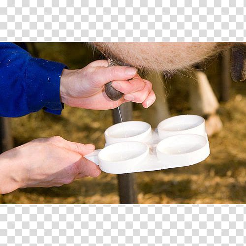 Taurine cattle Milk California mastitis test Mastitis in dairy cattle, milk transparent background PNG clipart