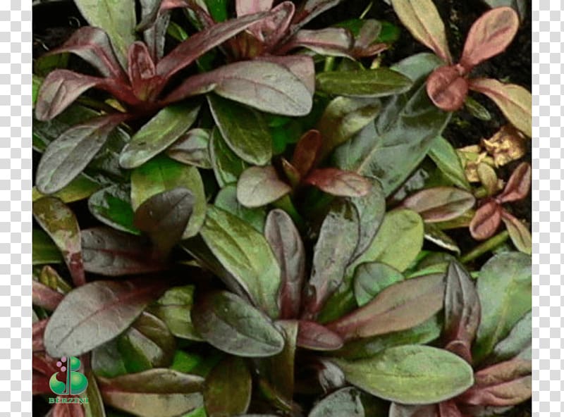Ti Evergreen Leaf Shrub Groundcover, Leaf transparent background PNG clipart