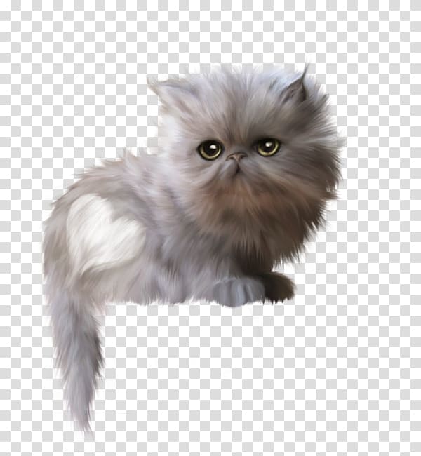 Persian cat Asian Semi-longhair Himalayan cat British Semi-longhair Napoleon cat, white cat transparent background PNG clipart