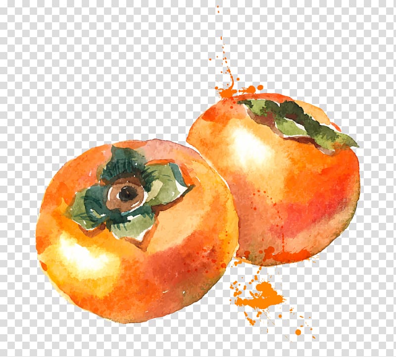 Watercolor painting Persimmon Fruit, persimmon transparent background PNG clipart