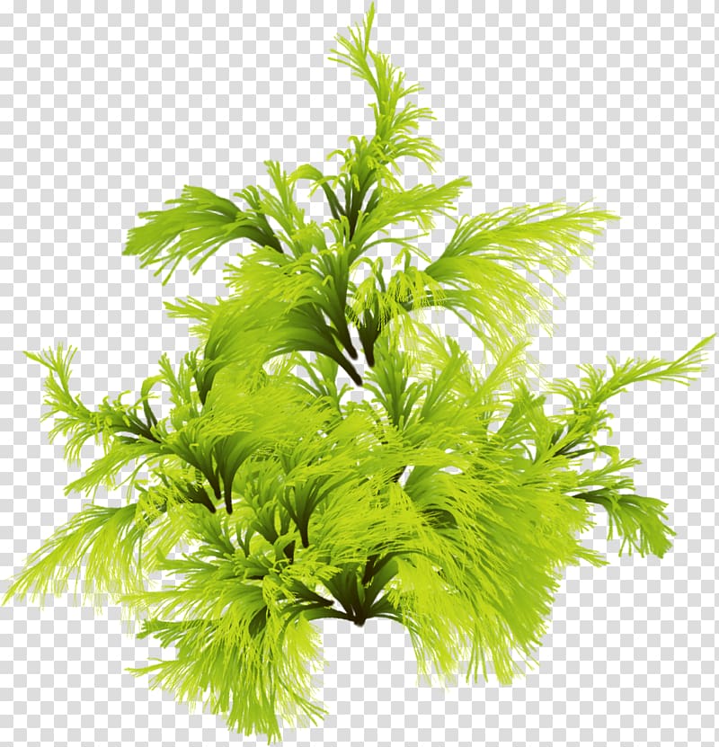 green leafed plant illustration, Seaweed Algae Plant , conch transparent background PNG clipart