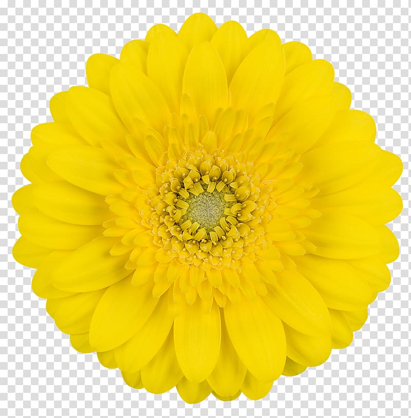 Transvaal daisy Cut flowers Yellow Flower bouquet, gerbera transparent background PNG clipart