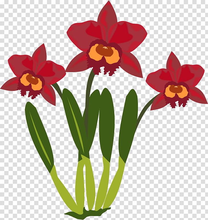Cattleya orchids Computer Icons , Columbian Orchid transparent background PNG clipart