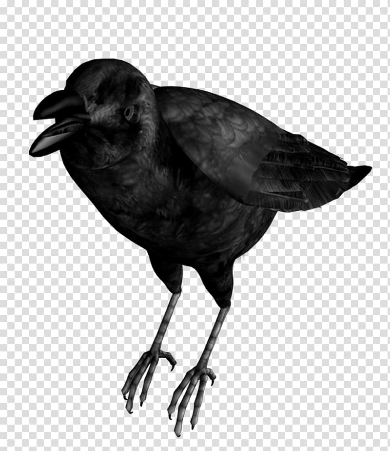 Common raven Bird Eating crow, flock of birds transparent background PNG clipart