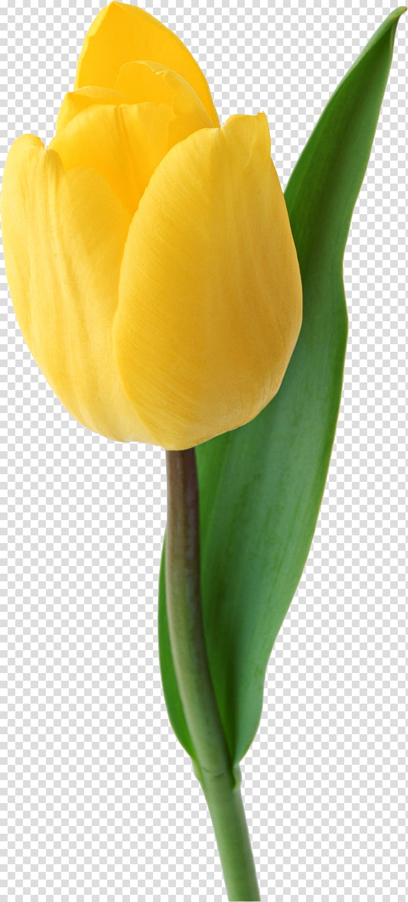 Tulip mania Flower , tulip transparent background PNG clipart