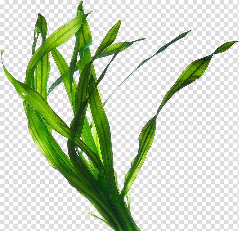 green leaves illustration, Edible seaweed Kelp Irish Moss Eucheuma, plant transparent background PNG clipart