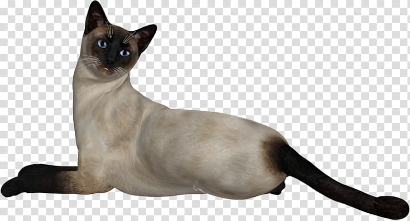 Siamese cat Congenital sensorineural deafness in cats, White cat transparent background PNG clipart