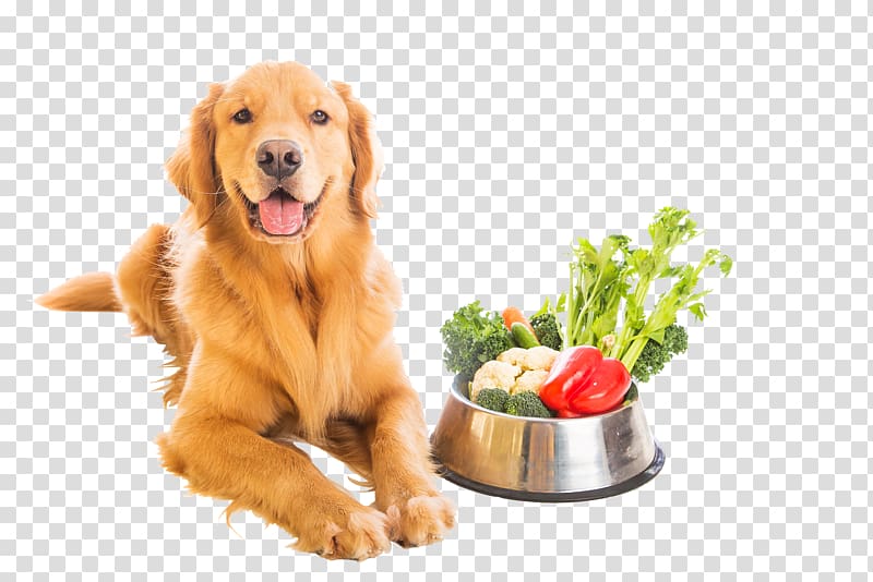 Dog Food Vegetarian cuisine Vegetarianism Veganism, dog food transparent background PNG clipart
