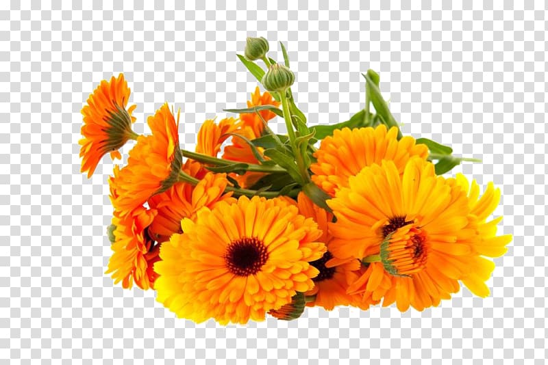 calendula officinalis graph transparent background PNG clipart