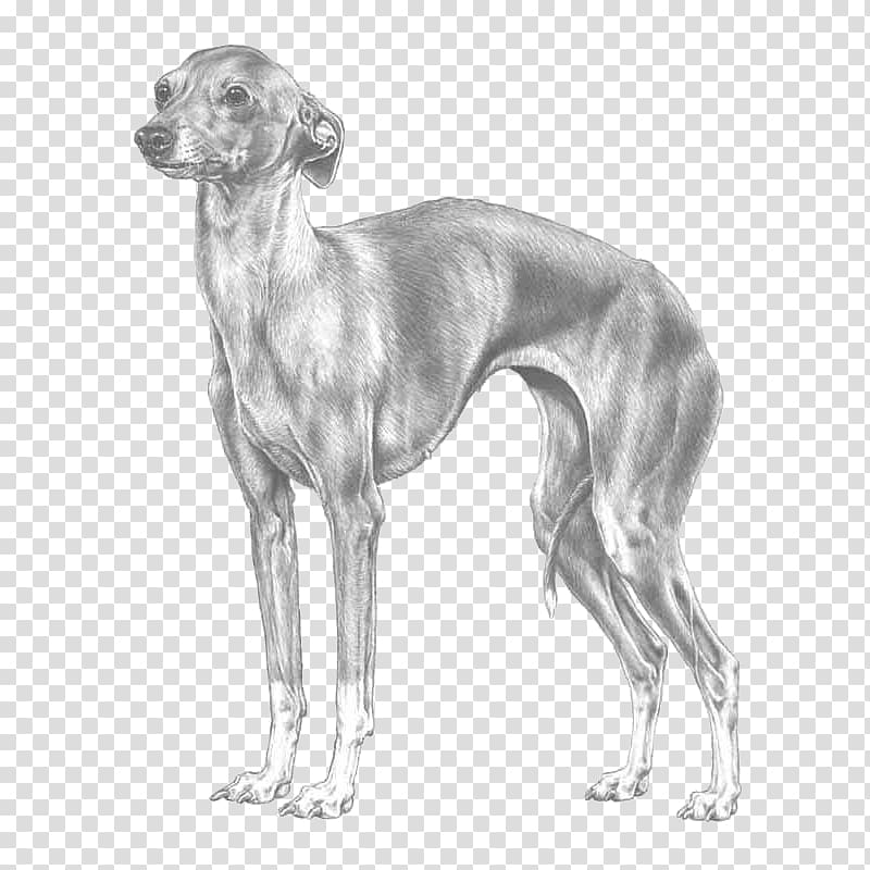 Spanish greyhound Italian Greyhound Mudhol hound Azawakh, others transparent background PNG clipart