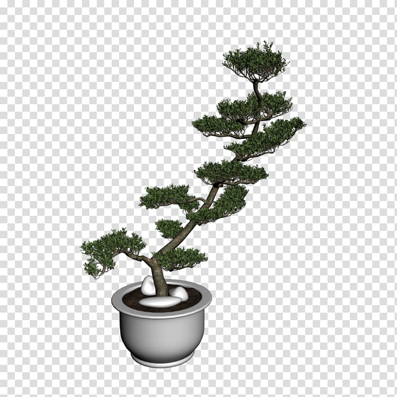 Bonsai for beginners Tree Houseplant Sageretia theezans, bonsai transparent background PNG clipart