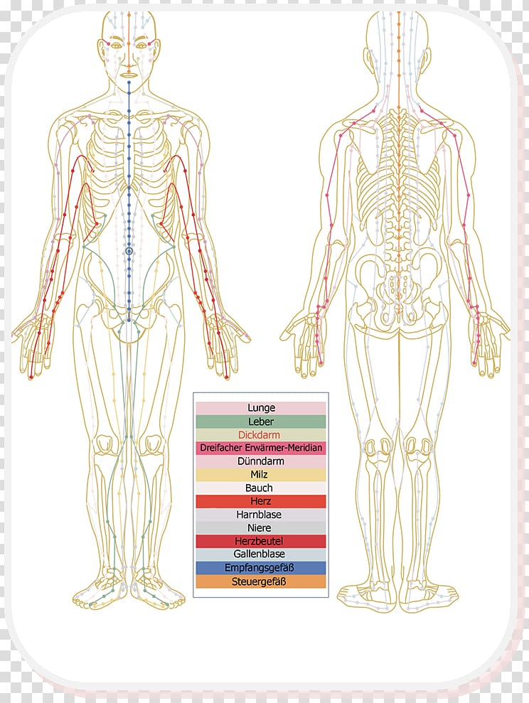 Meridian Thai massage Traditional Chinese medicine Body, others transparent background PNG clipart