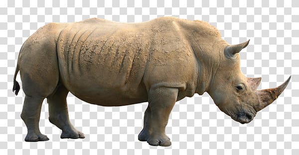 Rhino transparent background PNG clipart