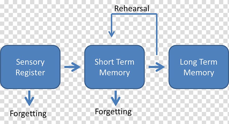 Atkinson–Shiffrin memory model Psychology Storage Information, Sensory Memory transparent background PNG clipart