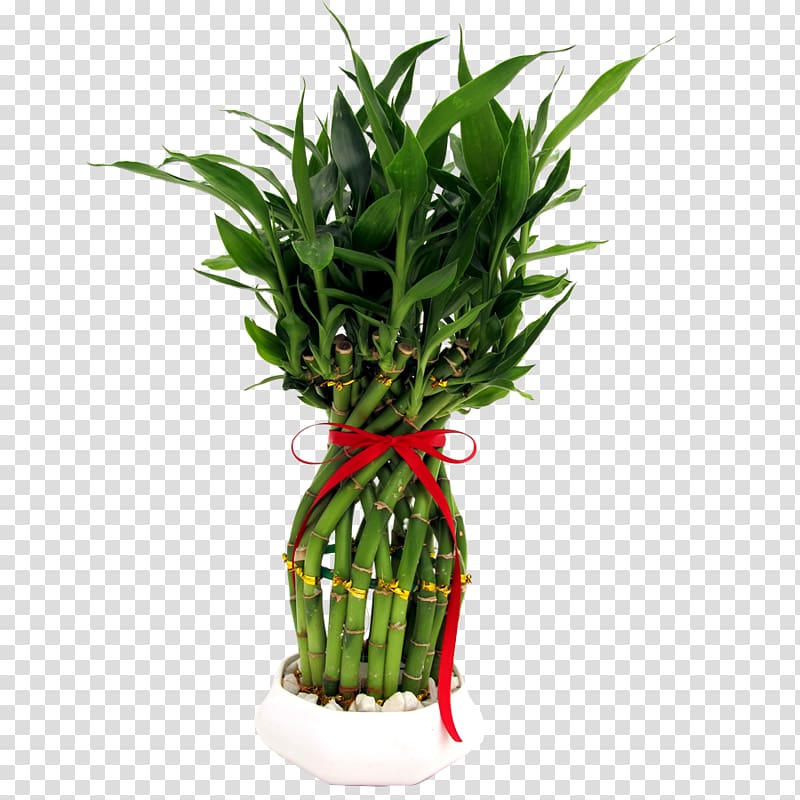 Lucky bamboo Houseplant Flowerpot, bamboo transparent background PNG clipart
