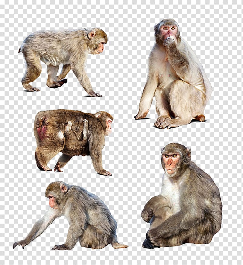 Japanese macaque Monkey , Different shapes of monkeys transparent background PNG clipart