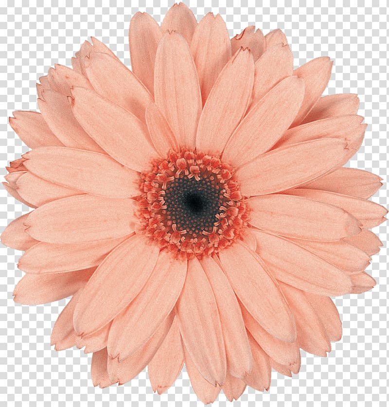 Transvaal daisy Cut flowers Daisy family Common daisy, gerbera transparent background PNG clipart