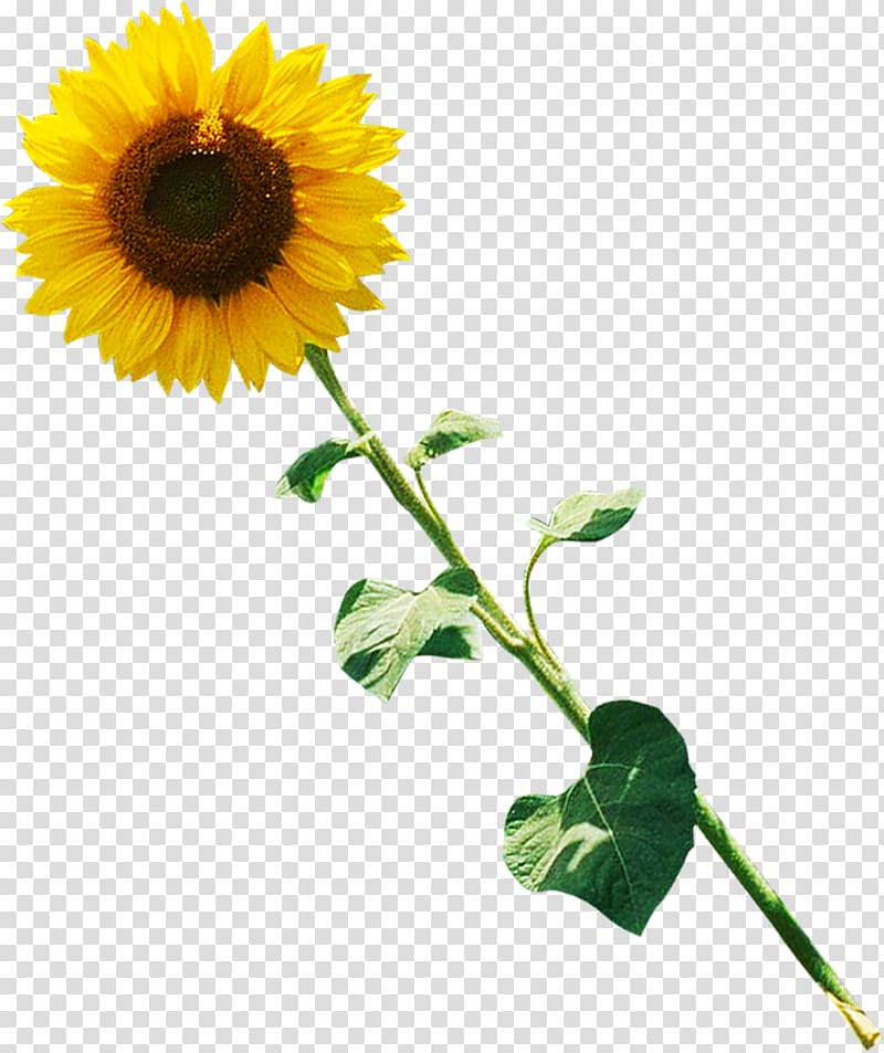 Common sunflower Daisy family , flower transparent background PNG clipart